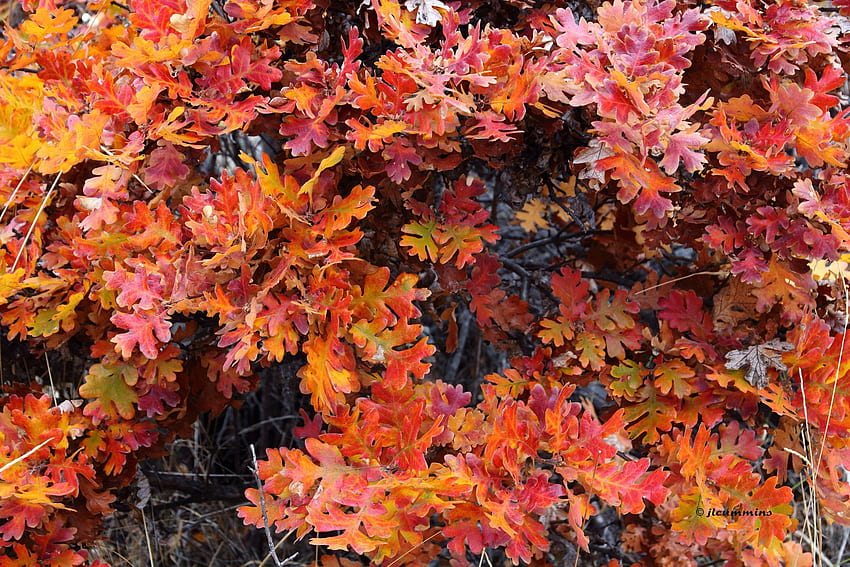 automne, Season, Nature, Landscapes, Rain, Fall, , Leaf HD wallpaper