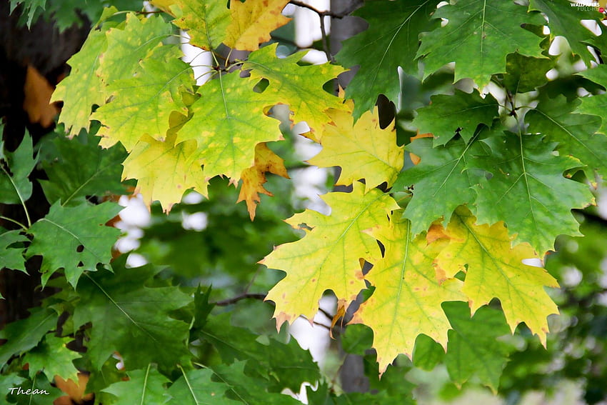 oak, Leaf, Yellow, green ones - Full : HD wallpaper