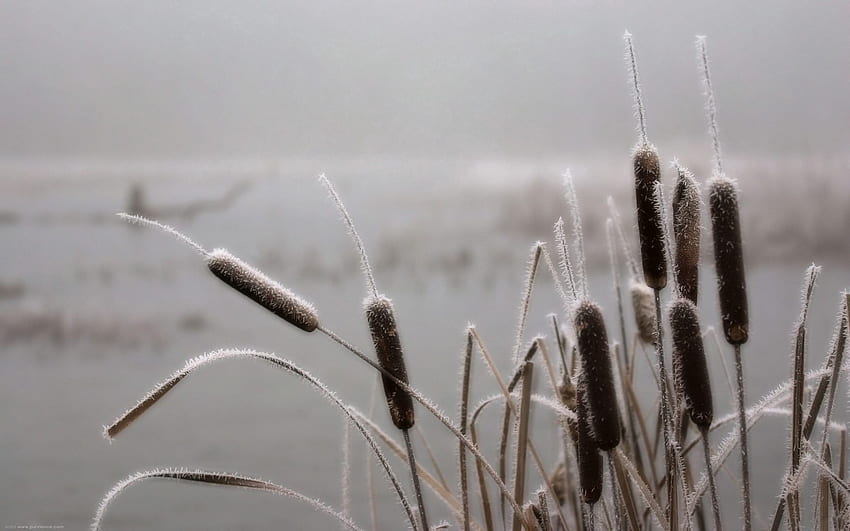 自然, 霜, 霧氷, 葦, 11 月 高画質の壁紙