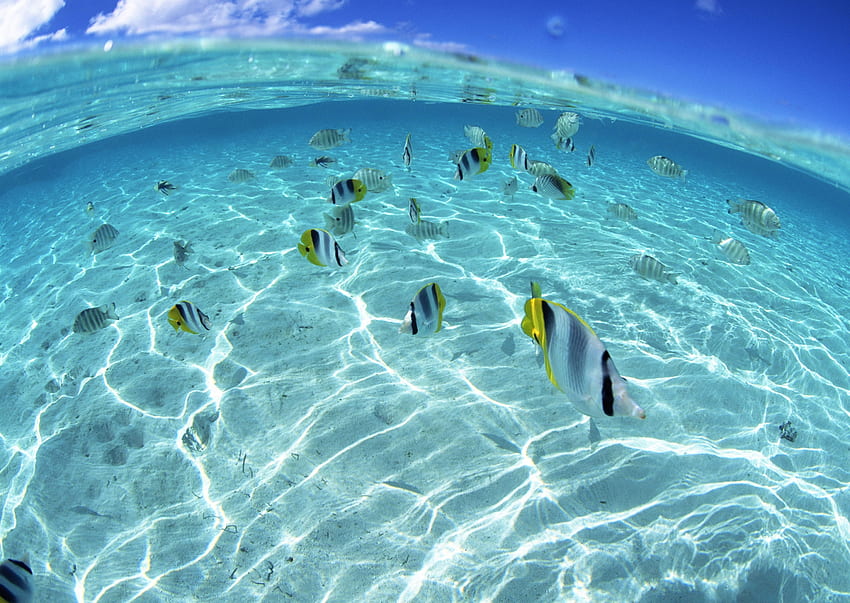Sea, Animals, Fishes, Flock, Shallow Water, Shoal HD wallpaper