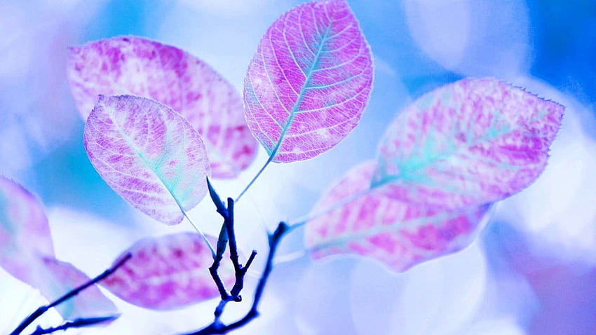 Leaves, Lilac, Macro, Branch HD wallpaper