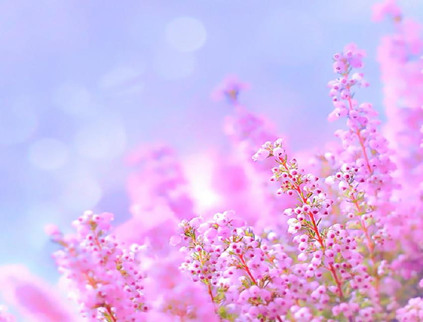 schöne rosa, bunt, pflanzen, dahlie, natur, blumen, schön, nett HD-Hintergrundbild
