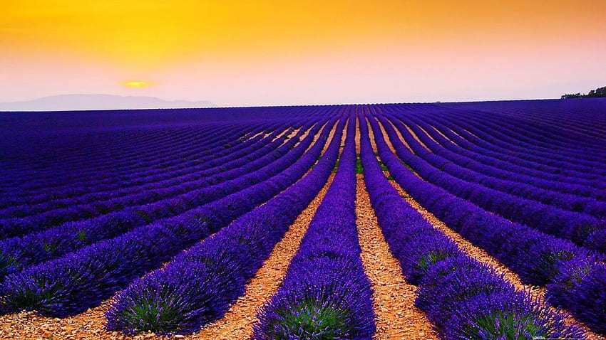 Lavender Fields, Sunset, Landscape, Valensole HD wallpaper