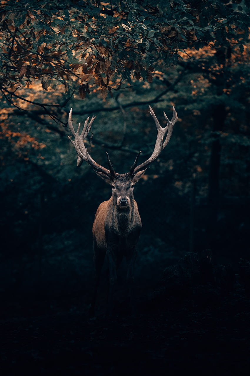 Animals, Forest, Branches, Wildlife, Deer, Horns HD phone wallpaper