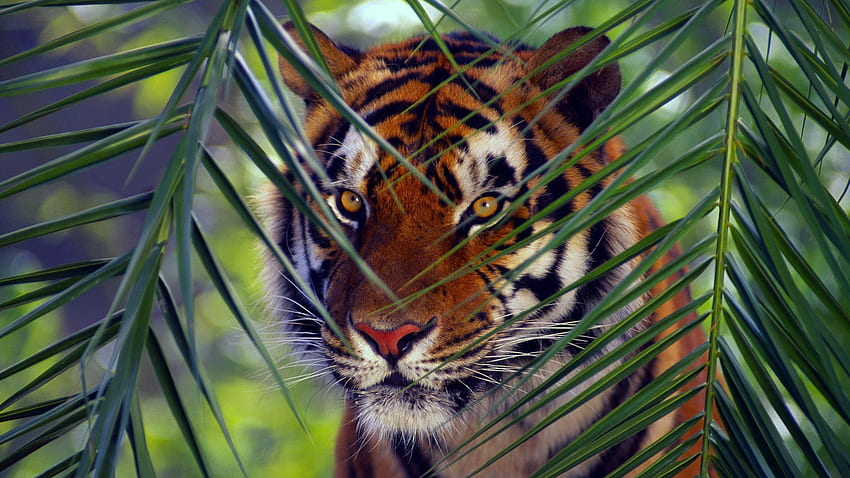 Animals, Leaves, Muzzle, Striped, Sight, Opinion, Tiger HD wallpaper