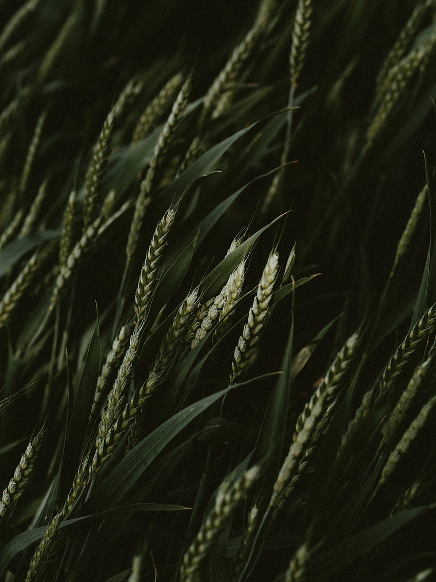 Plants, Cones, Wheat, Macro, Dark, Spikelets, Cereals HD phone wallpaper