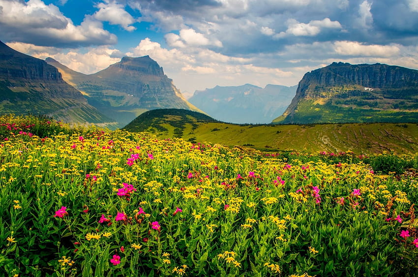Mountain Meadow Wildflowers, Fields, Meadows, Flowers, Nature, Mountains, Clouds, Sky Wallpaper HD