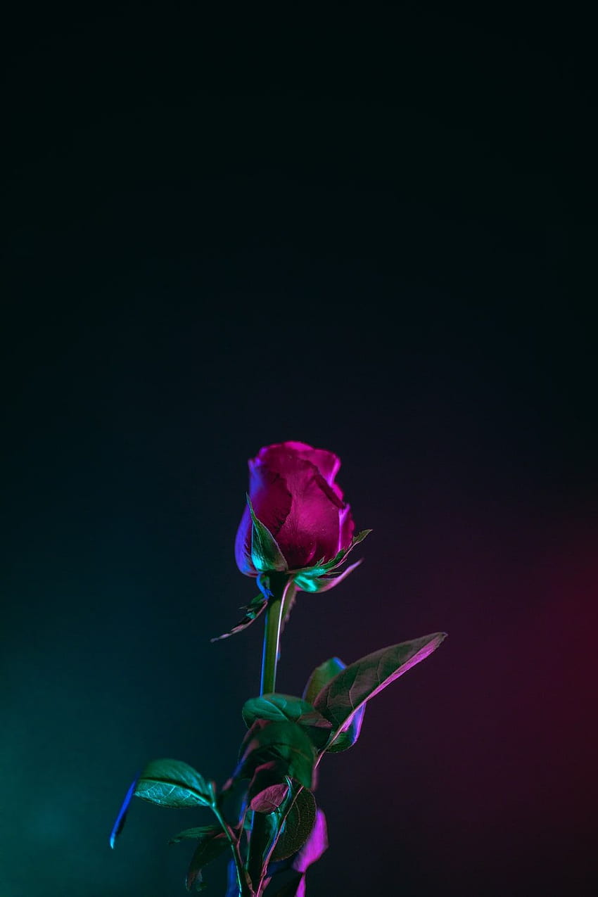 Rose Neon Glowing On Dark Background Of Vector Illustration Stock  Illustration  Download Image Now  iStock