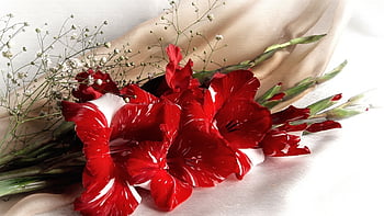https://e0.pxfuel.com/wallpapers/267/162/desktop-wallpaper-gladiolus-flowers-red-stems-thumbnail.jpg