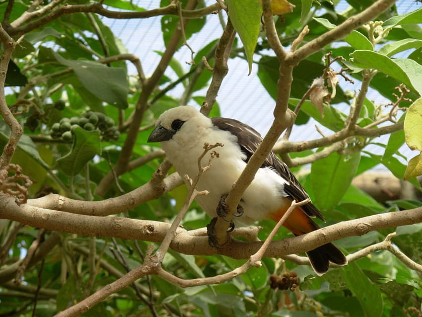 Piękny ptak, dziki, ptak, drzewo Tapeta HD
