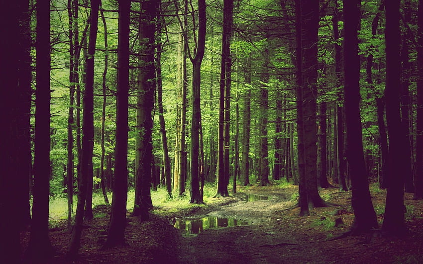 Spring Forest PC and Mac, Psychedelic Forest HD wallpaper | Pxfuel