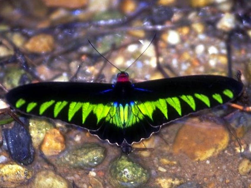Hitam dan Hijau, hitam, kupu-kupu,, hijau, indah Wallpaper HD