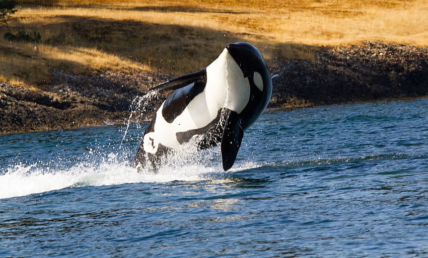 Killer Whale, Baby Orca HD wallpaper | Pxfuel