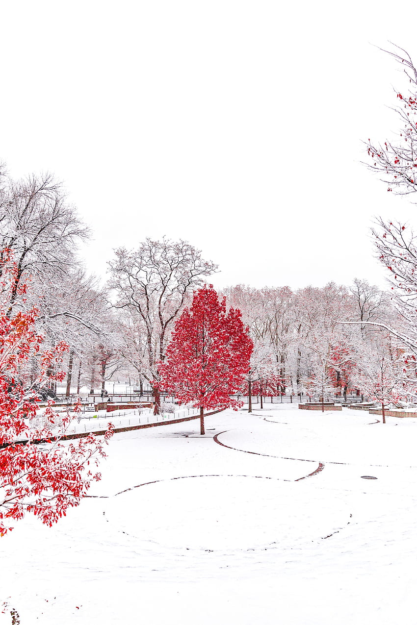 Winter, Nature, Trees, Snow, Park HD phone wallpaper
