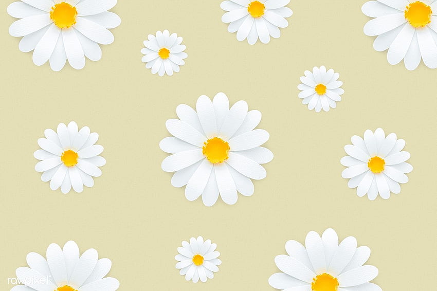 Yellow daisies and background HD wallpapers | Pxfuel
