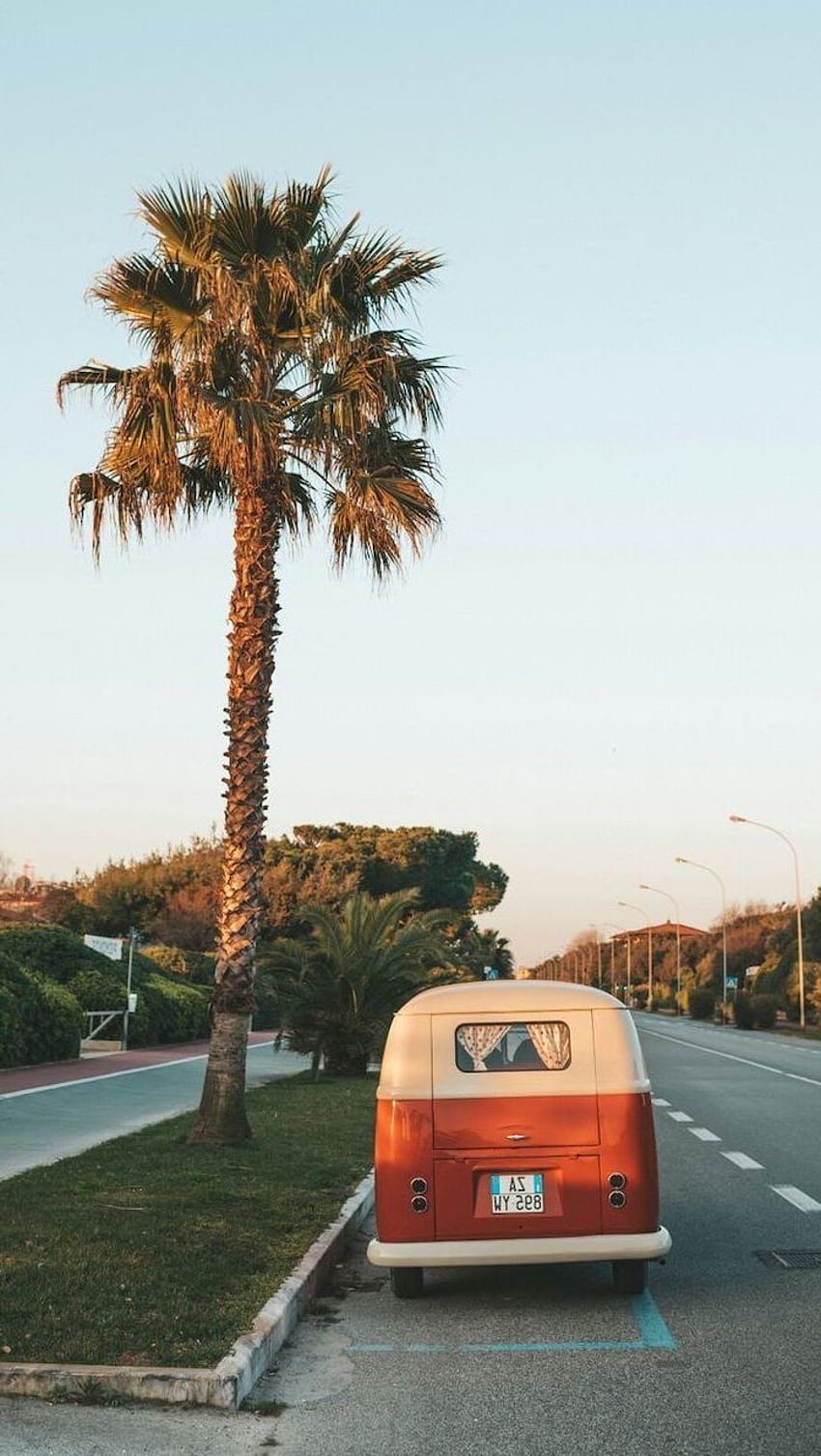 Tall Palm Tree On The Side Of The Road Parked Vintage Van Cute In 2020. Iphone Summer, Summer , Cute Summer HD phone wallpaper