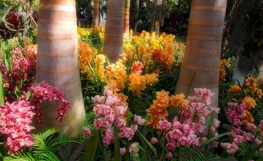 エキゾチックな蘭公園、花、晴れ、蘭、ヤシ、木、エキゾチック 高画質の壁紙