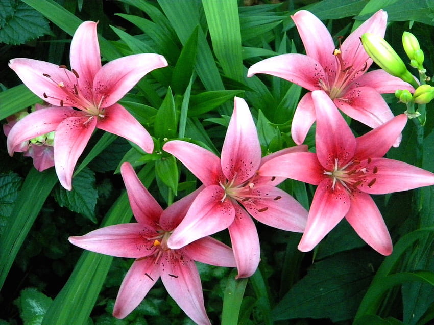 For > Pink Stargazer Lilies. Perfect Petals. Lilium, Lily HD wallpaper
