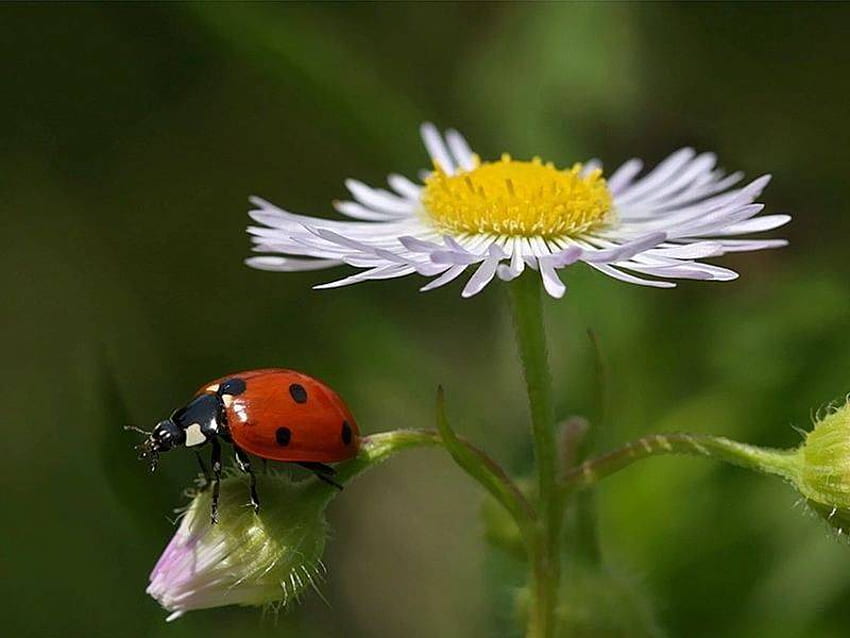 Ladybug, road, white, end, daisy HD wallpaper | Pxfuel
