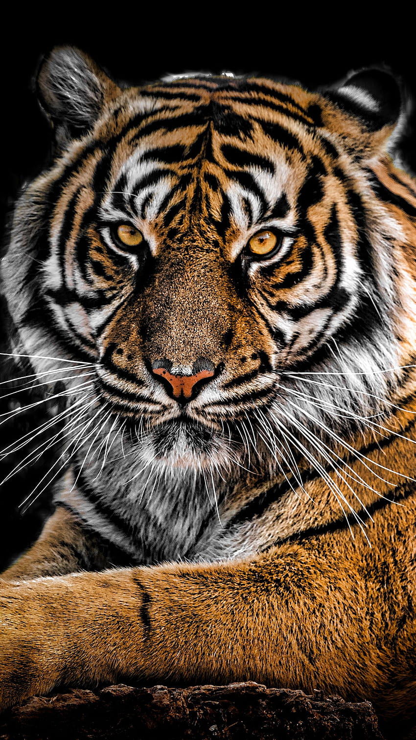 Tiger-Portrait, Ultra-Portrait HD-Handy-Hintergrundbild