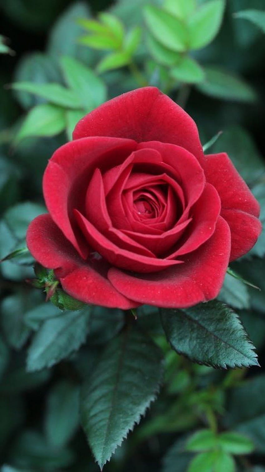 Rosa rossa, rosa rossa fresca Sfondo del telefono HD