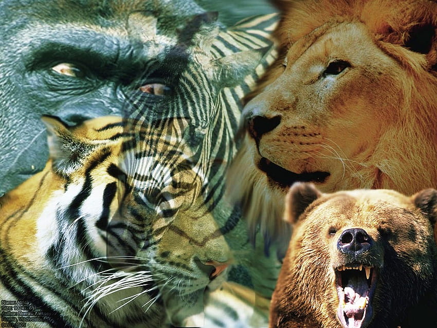 Residents of Africa, africa, tiger, ape, bear, lion, zebra HD wallpaper