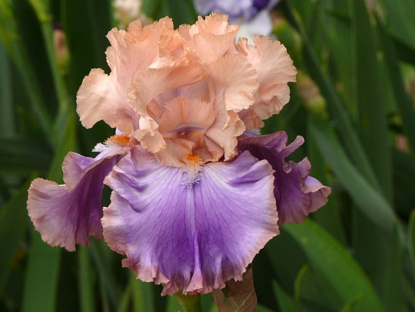 Iris yang indah, bunga, bunga iris, indah, bunga Wallpaper HD