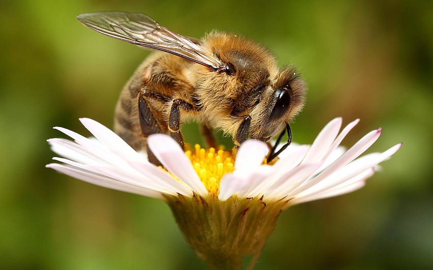Nature, fleurs, plantes, abeilles, fleurs blanches - fleurs et abeilles dans la nature - & arrière-plan Fond d'écran HD