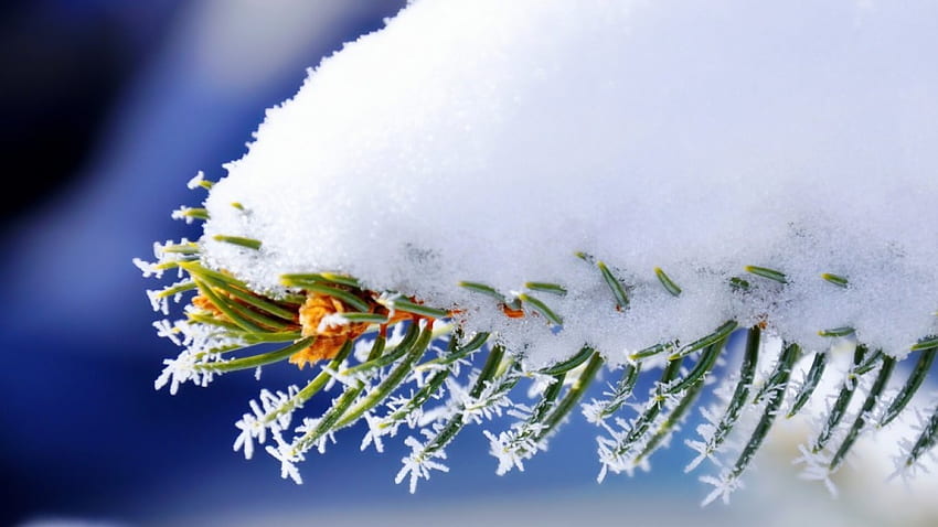 Смърчови листа, зима, графика, мразовит, ела, снежинки, абстрактно, сняг, едър план, снежни кристали, макро, матирано, скреж, замразени, смърч, клон, листа, бор, природа, листа, клонки HD тапет