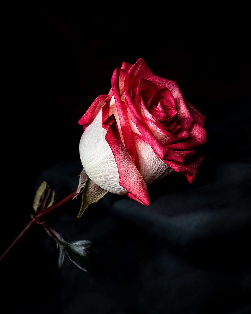 Focus graphy of red and white rose flower – Flower on Unsplash HD phone ...