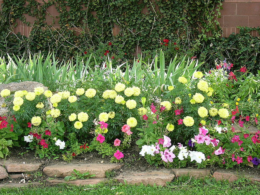Flowers, flower bed, simple, beauty HD wallpaper