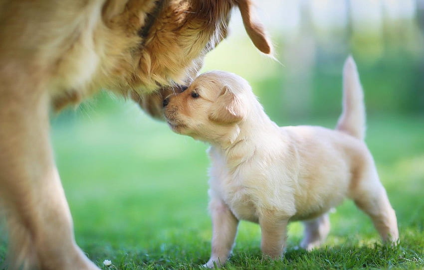 puppy, mom, golden retriever for , section собаки -, Baby Golden Retriever HD wallpaper