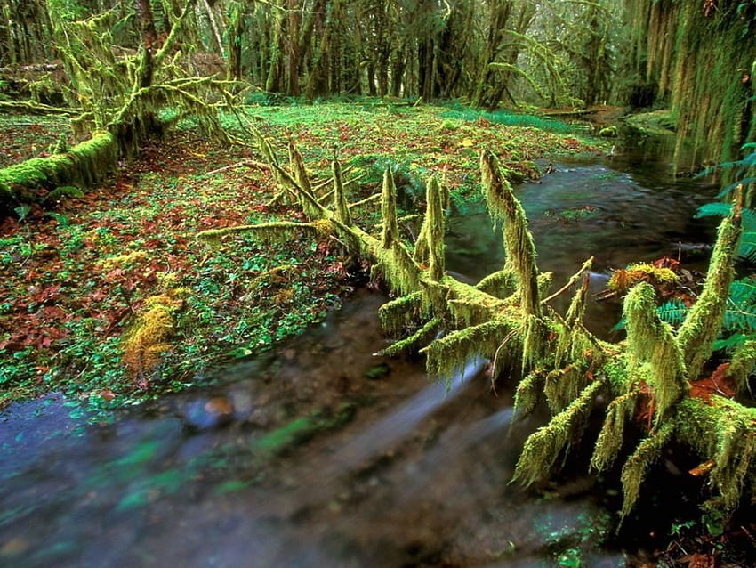 Kolorowy strumień, gałąź, powalone drzewa, liście, most, paprocie, las, strumień Tapeta HD