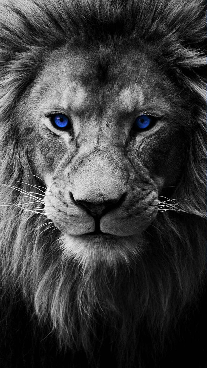 Blue Eye White Lion, Lion Blue Eyes HD phone wallpaper