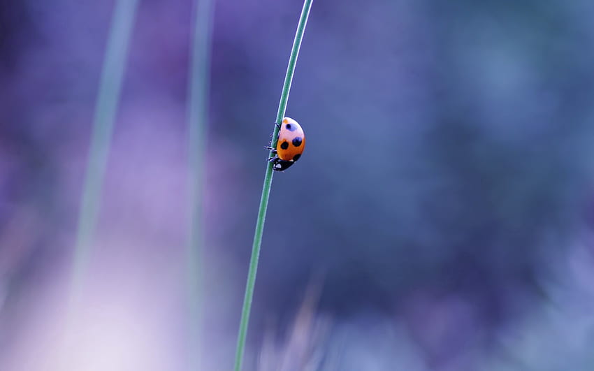 Grass, Macro, Glare, Ladybug, Ladybird, Greased, Smeared HD wallpaper