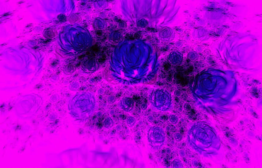 Blue roses, blue, rose, pink, abstract, art, flower, vector HD wallpaper