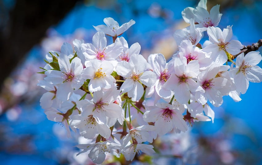 Spring, blue, white, flower, blossom HD wallpaper