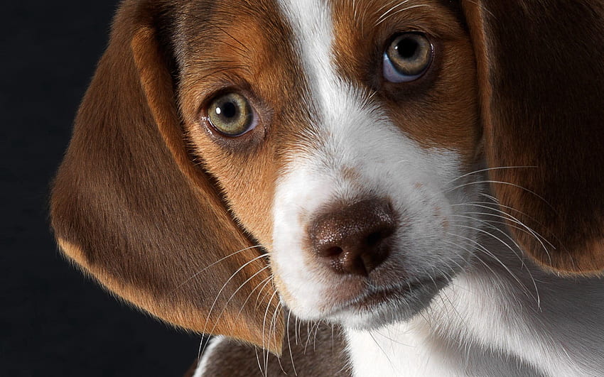 Animals, Dog, Muzzle, Puppy, Ears, Beagle HD wallpaper
