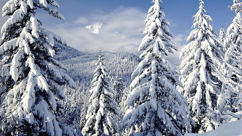 Snowy Trees, Snowscape HD wallpaper