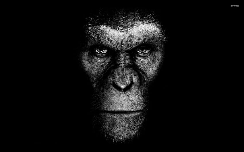 The Rise of the Planet of Apes, War Of The Planet Of The Apes HD wallpaper