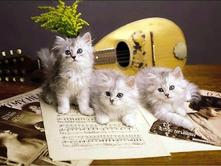 Learning music, sweet, cute, kitty HD wallpaper