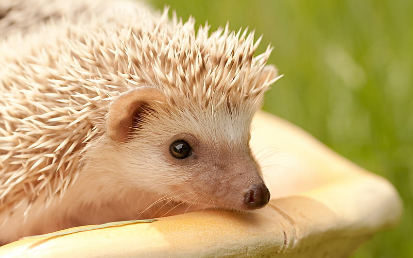 Animals, Hedgehogs HD wallpaper