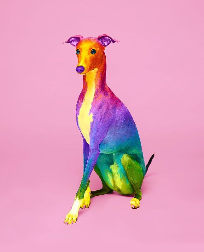 Nam na Rainbow. Tęczowy pies, słodkie zwierzęta, kolorowe zwierzęta Tapeta na telefon HD