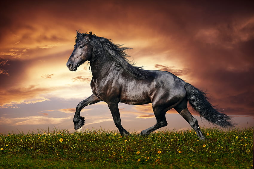 Koń, zwierzęta, kwiaty, zachód słońca, trawa, pole, bieg, bieganie Tapeta HD