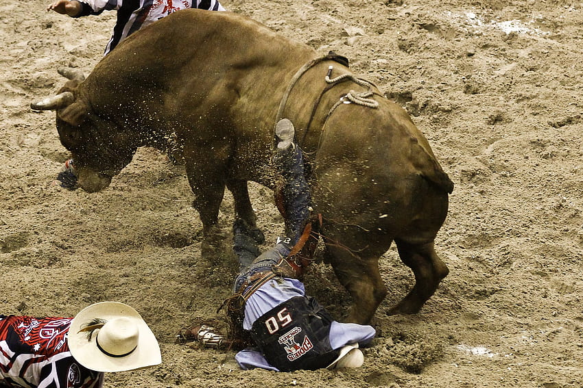 Bull riding bullrider rodeo western cowboy extreme cow (27 . HD wallpaper
