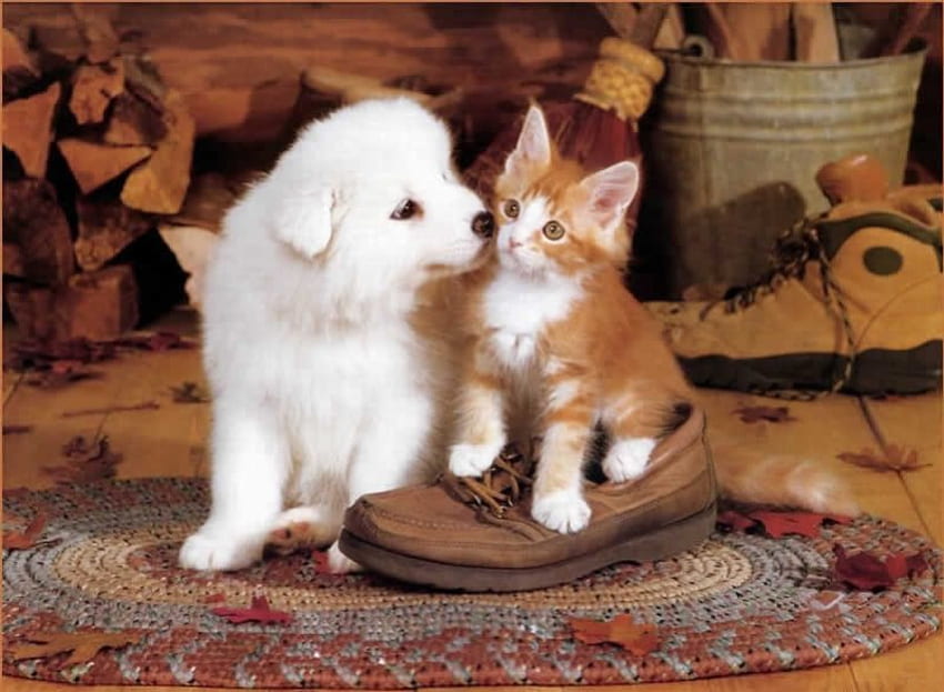 Puppy and kitten, dogs, cats HD wallpaper