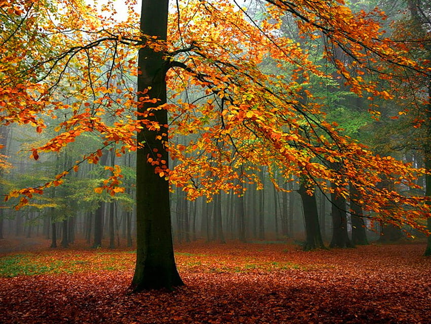 秋の森のカラフルな木、カラフル、日差し、葉、秋、秋、森、木 高画質の壁紙