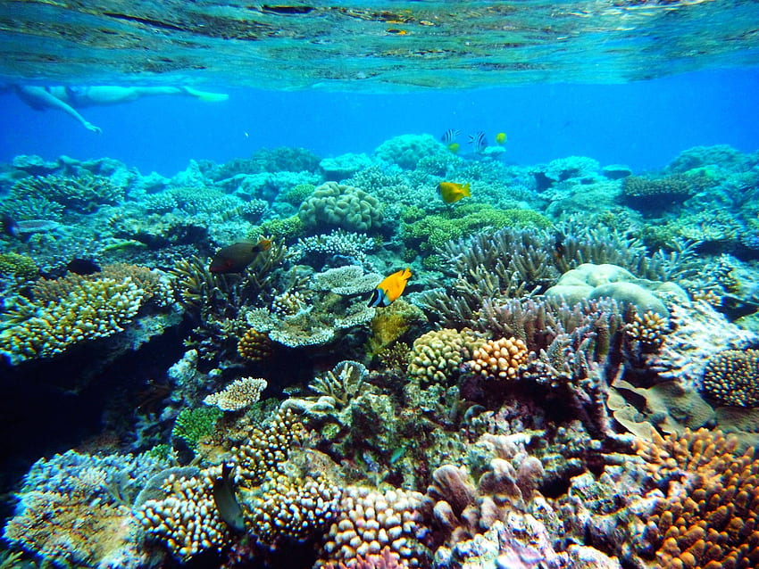 rafa . Wielka Rafa Koralowa Tapeta HD
