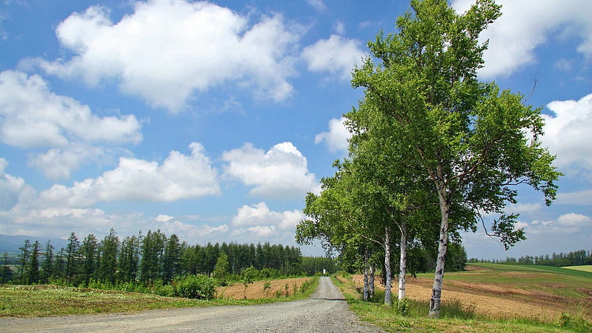 Natur, Birken, Straße, Land, Landschaft HD-Hintergrundbild