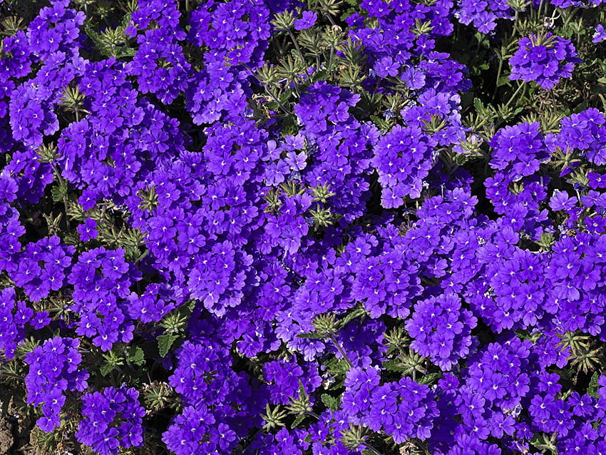 Violet Flowers Verbena Many HD wallpaper